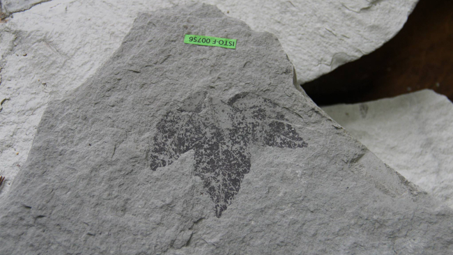 Fotoğraf: Hüseyin Akkılıç